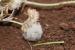 Trifolium tomentosum ---EM---L.