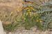Tripleurospermum auriculatum ---EM---(Boiss.) Rech.f