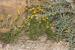 Tripleurospermum auriculatum ---EM---(Boiss.) Rech.f