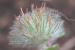 Trifolium cherleri ---EM---L.