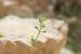 Zygophyllum dumosum ---EM---Boiss. 