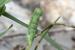 Lathyrus aphaca ---EM---L. 