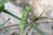 Lathyrus aphaca ---EM---L. 