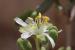 Zygophyllum dumosum ---EM---Boiss. 