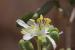 Zygophyllum dumosum ---EM---Boiss. 