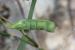Lathyrus aphaca ---EM---L. 