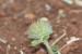 Trifolium cherleri ---EM---L.