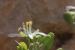 Zygophyllum dumosum ---EM---Boiss. 