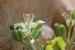 Zygophyllum dumosum ---EM---Boiss. 