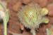 Trifolium cherleri ---EM---L.