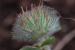 Trifolium cherleri ---EM---L.