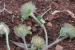 Trifolium cherleri ---EM---L.