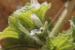 Ballota undulata ---EM---(Sieber ex Fresen.) Benth.