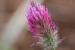 Trifolium purperumLoisel.