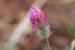 Trifolium purperumLoisel.