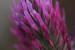 Trifolium purperumLoisel.
