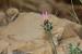 Centaurea crocodylium ---EM---L. 