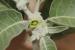 Withania somnifera ---EM---(L.) Dunal