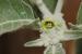 Withania somnifera ---EM---(L.) Dunal