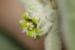 Withania somnifera ---EM---(L.) Dunal