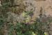 Capparis spinosa ---EM---L. 