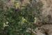 Capparis spinosa ---EM---L. 