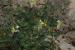 Capparis spinosa ---EM---L. 