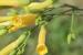 Nicotiana glauca ---EM---Graham