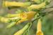 Nicotiana glauca ---EM---Graham