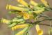 Nicotiana glauca ---EM---Graham