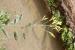 Nicotiana glauca ---EM---Graham