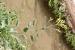 Nicotiana glauca ---EM---Graham
