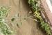 Nicotiana glauca ---EM---Graham