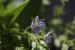 Veronica anagallis-aquatica ---EM---L.