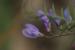 Vicia palaestina ---EM---Boiss.