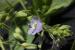 Veronica anagallis-aquatica ---EM---L.