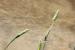 Phalaris minor ---EM--- Retz