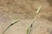 Phalaris minor ---EM--- Retz