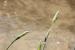 Phalaris minor ---EM--- Retz