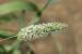 Phalaris minor ---EM--- Retz