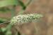 Phalaris minor ---EM--- Retz