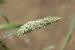 Phalaris minor ---EM--- Retz