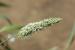 Phalaris minor ---EM--- Retz