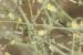 Kickxia aegyptiaca---EM---(L.) Nabelek 