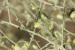 Kickxia aegyptiaca---EM---(L.) Nabelek 