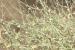 Kickxia aegyptiaca---EM---(L.) Nabelek 