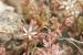 Sedum hispanicum---EM---L. 