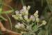 Pluchea dioscoridis ---EM---(L.) DC 