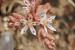 Sedum hispanicum---EM---L. 