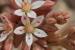 Sedum hispanicum---EM---L. 